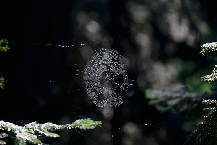 spider web