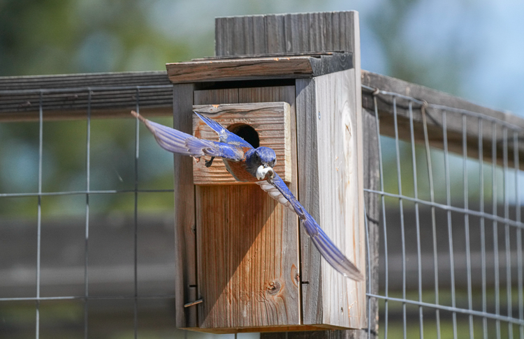 Nature's Original Diaper Service