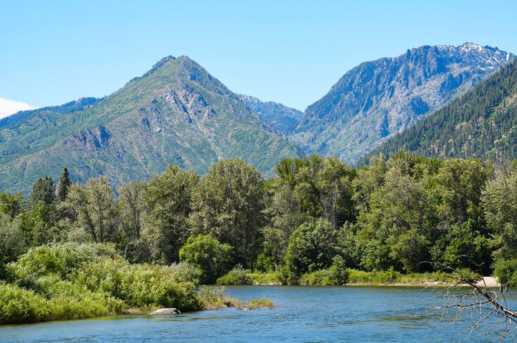 cottonwoods along river