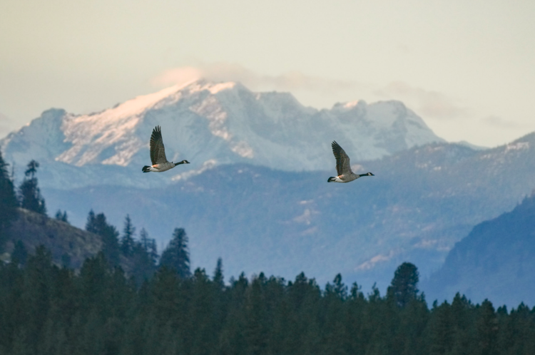 migrating geese