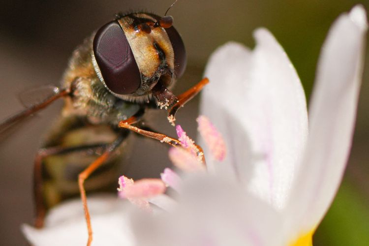 fly on flower