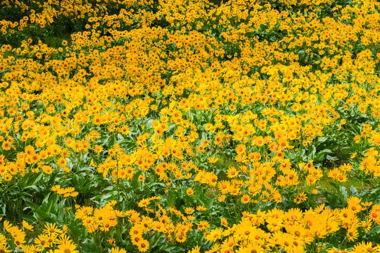 arrowleaf balsamroot