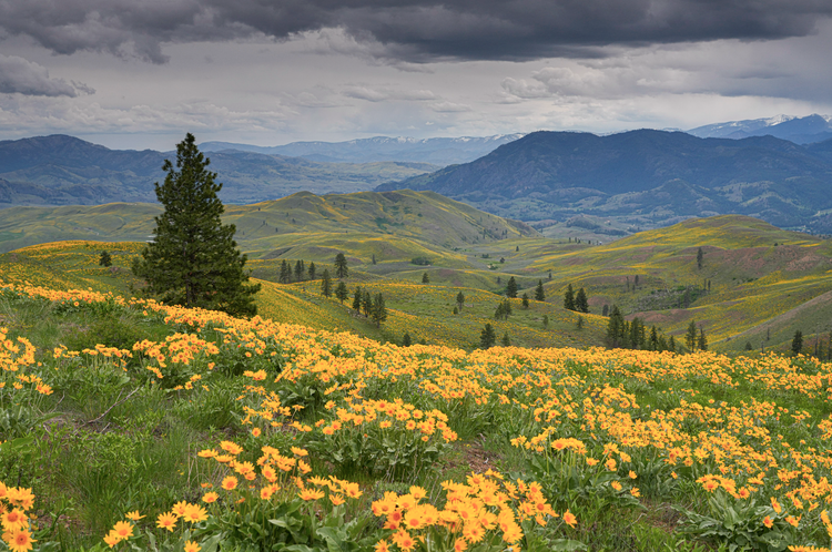 balsamroot flowers