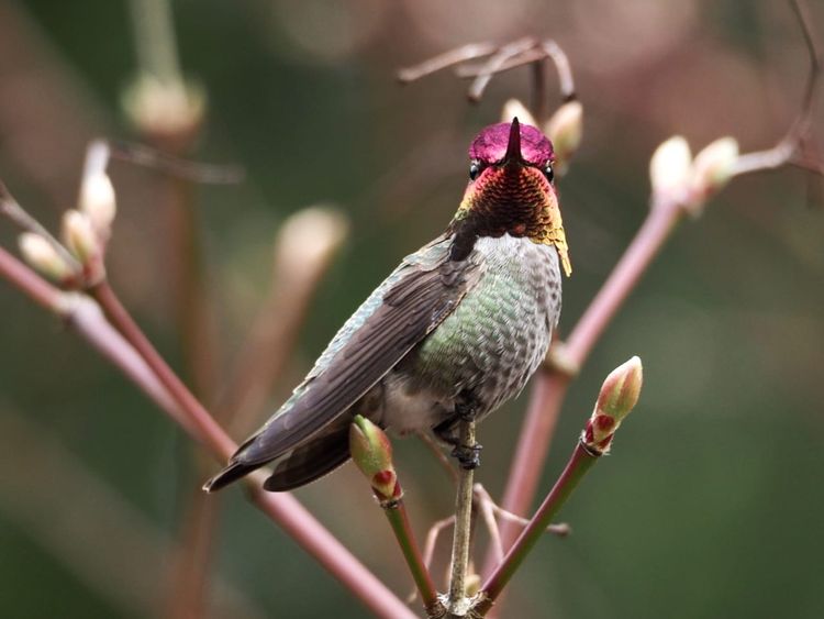 male Anna's hummingbird
