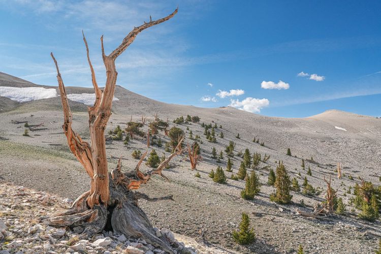 Great Basin bristlecone pines
