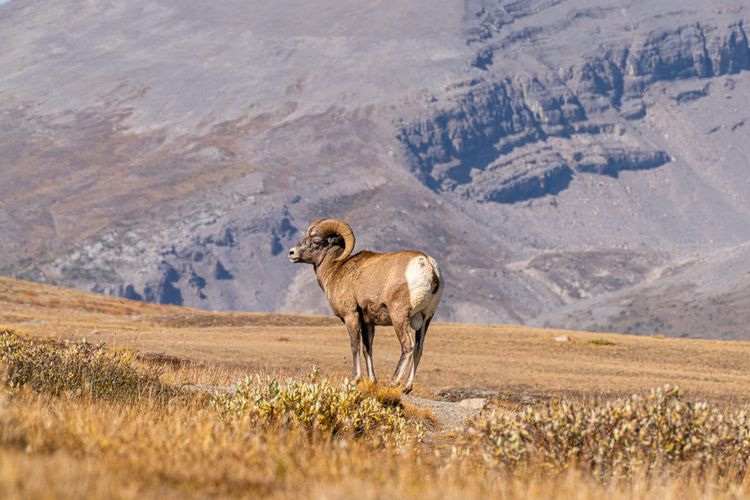 bighorn sheep