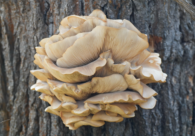 oyster mushroom