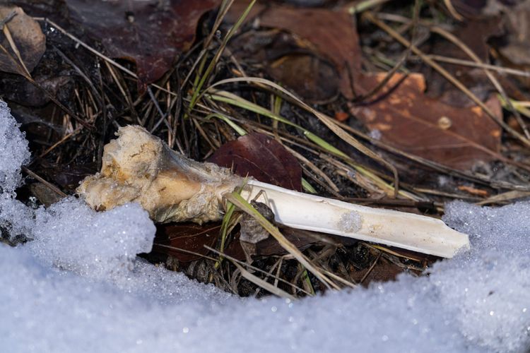 bone in snow