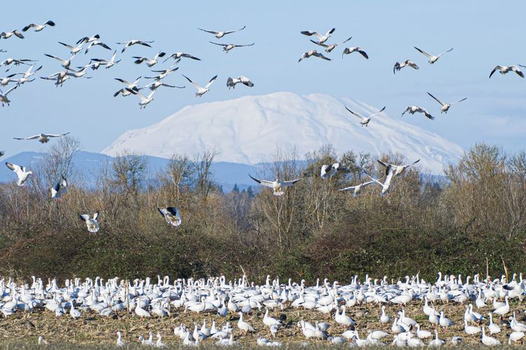 snow geese