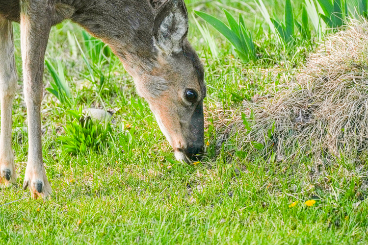 deer eating grass