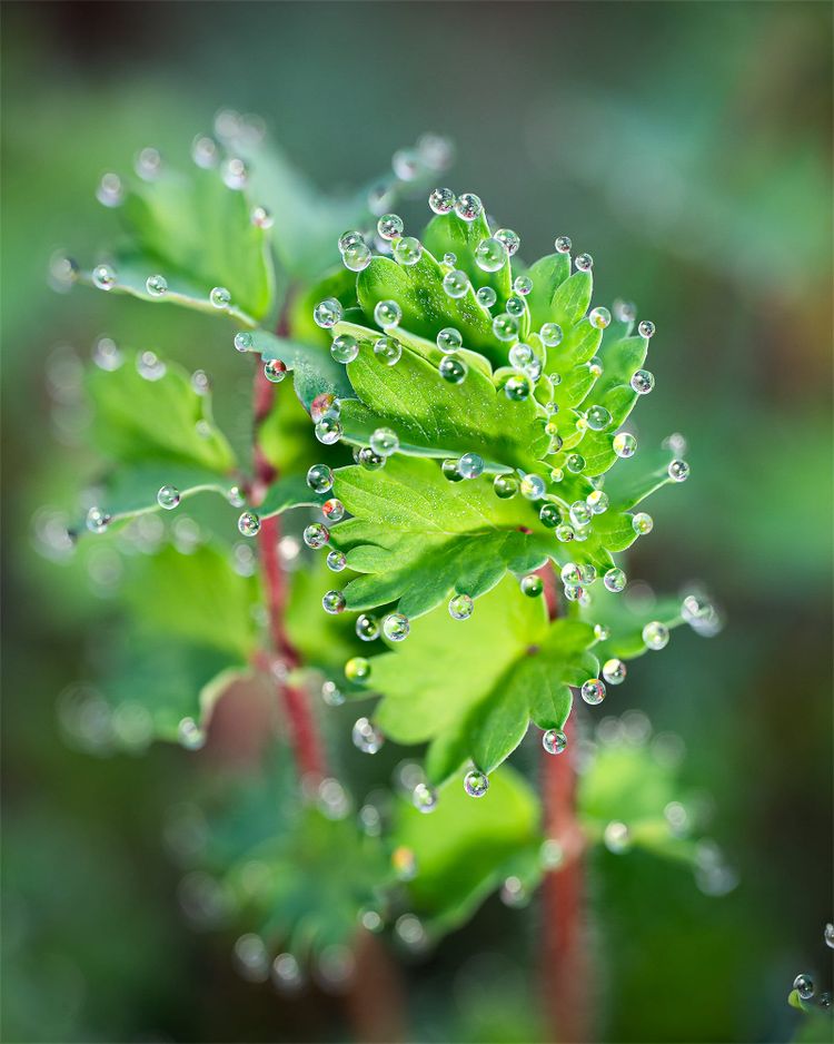 water on plant leaves