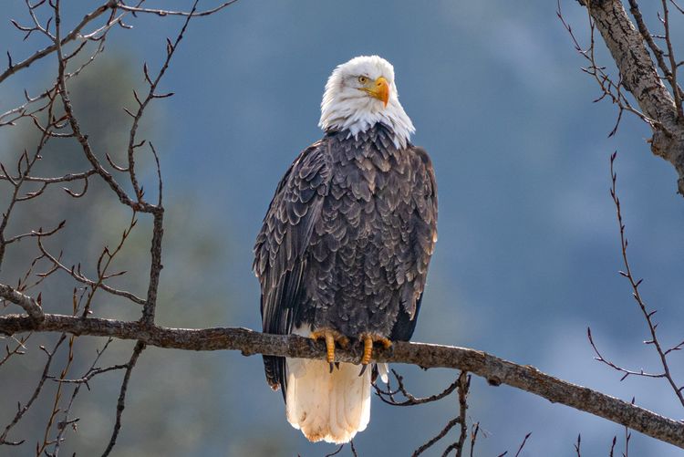 bald eagle