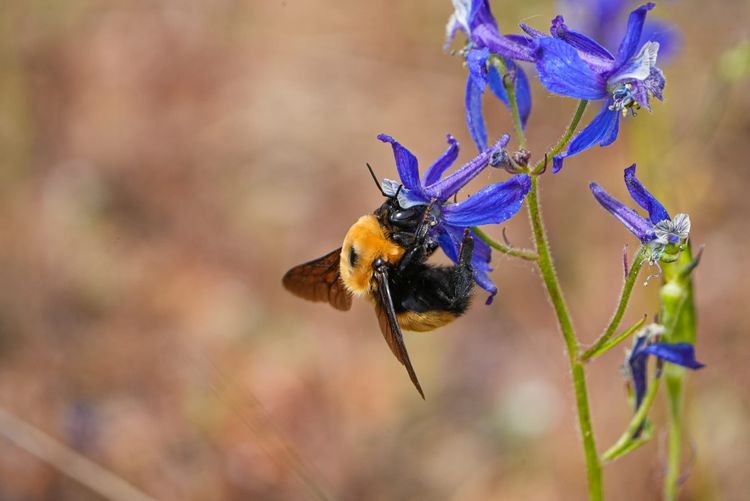 bumblebee on flower