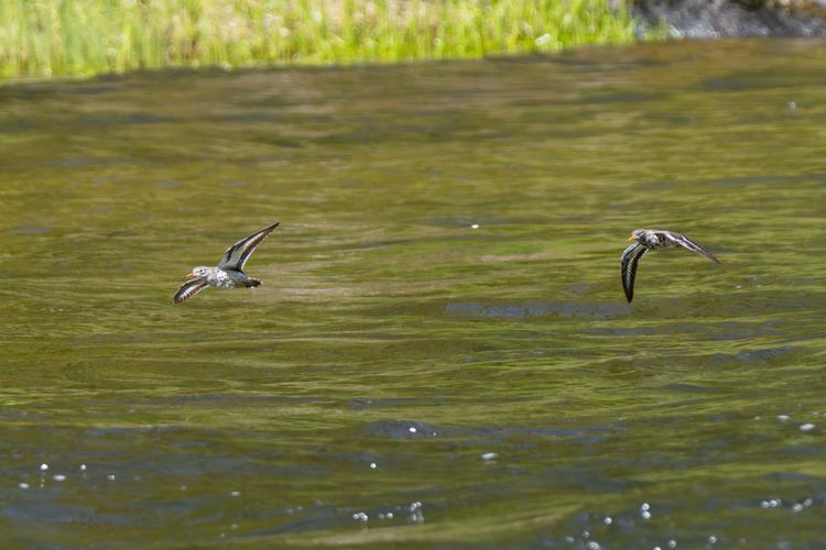 female spotted sandpiper chasing a male