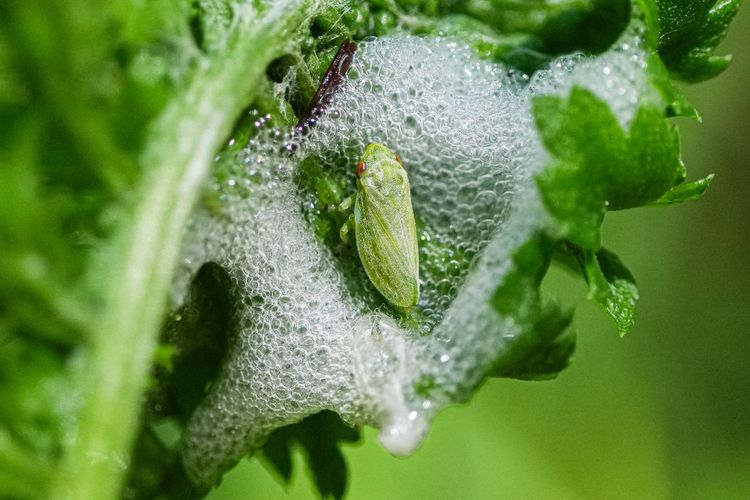 spittlebug