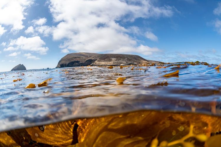 underwater view of kelp