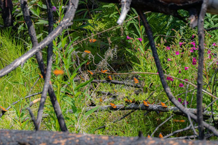 California tortoiseshells