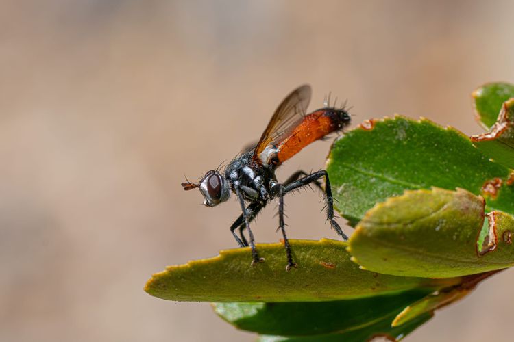 fly