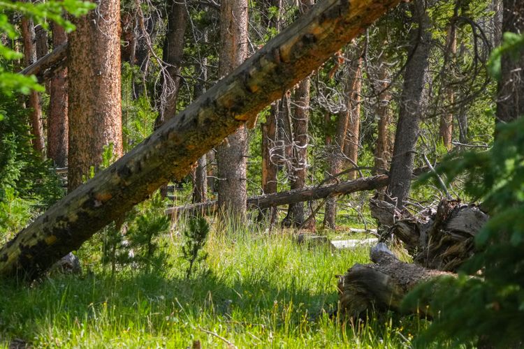 lodgepole pine forest
