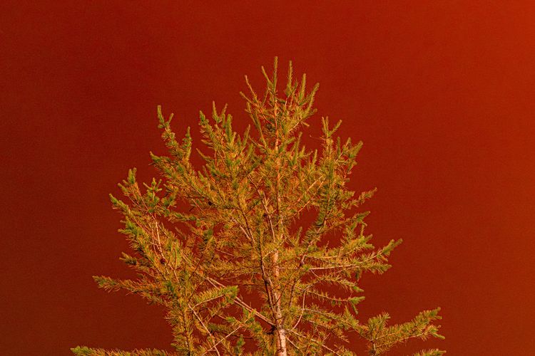 wildfire smoke at sunset