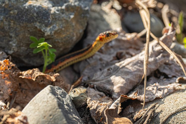 garter snakes