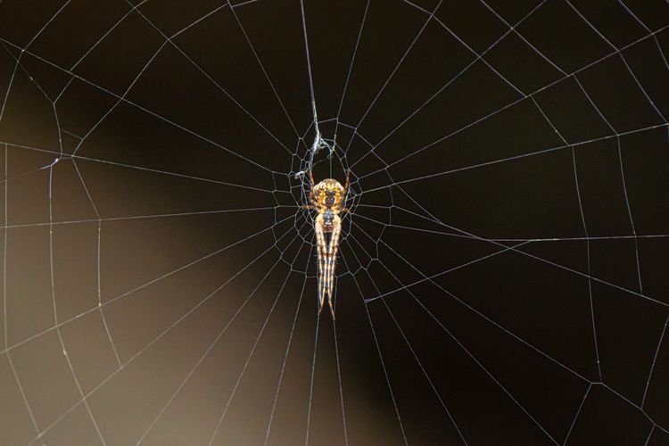 spider on web