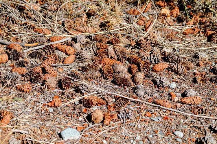 Douglas-fir cones