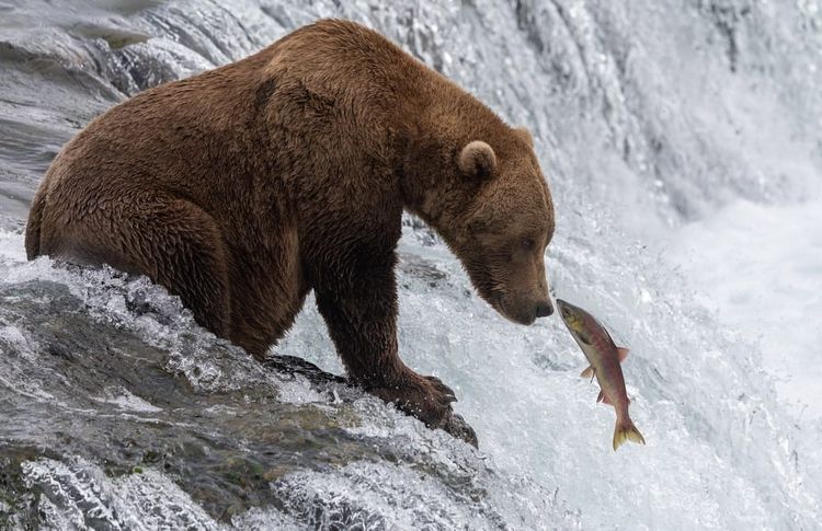 brown bear and salmon