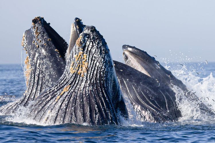 whales