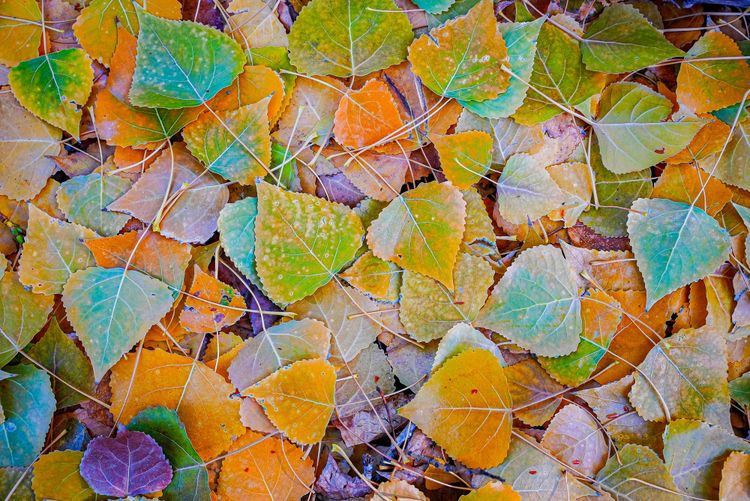 fall colors