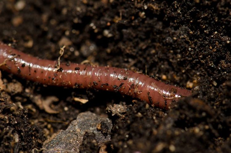 earthworm