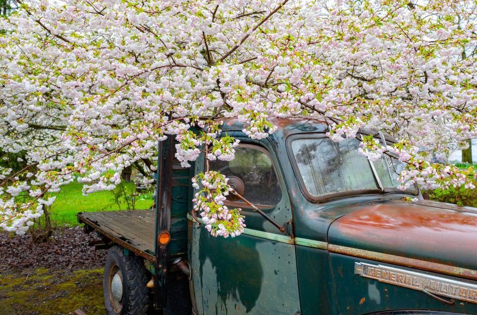 flowers and old truck