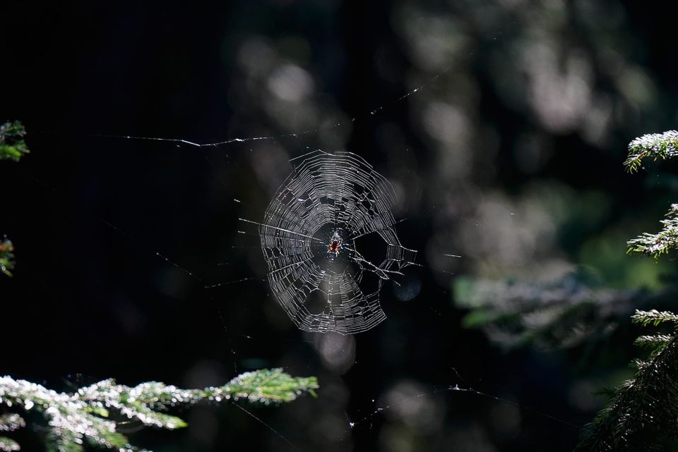 spider web