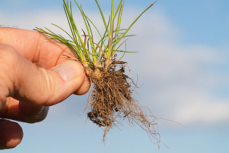 grass roots