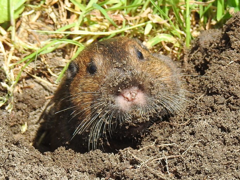 gopher