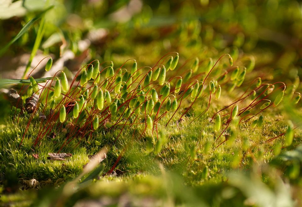 moss