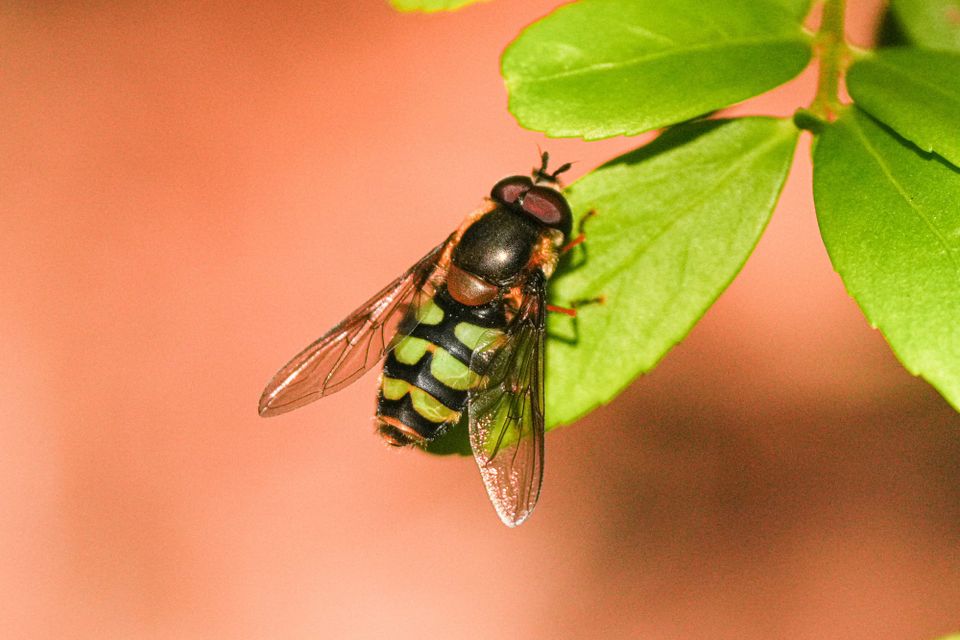 hoverfly
