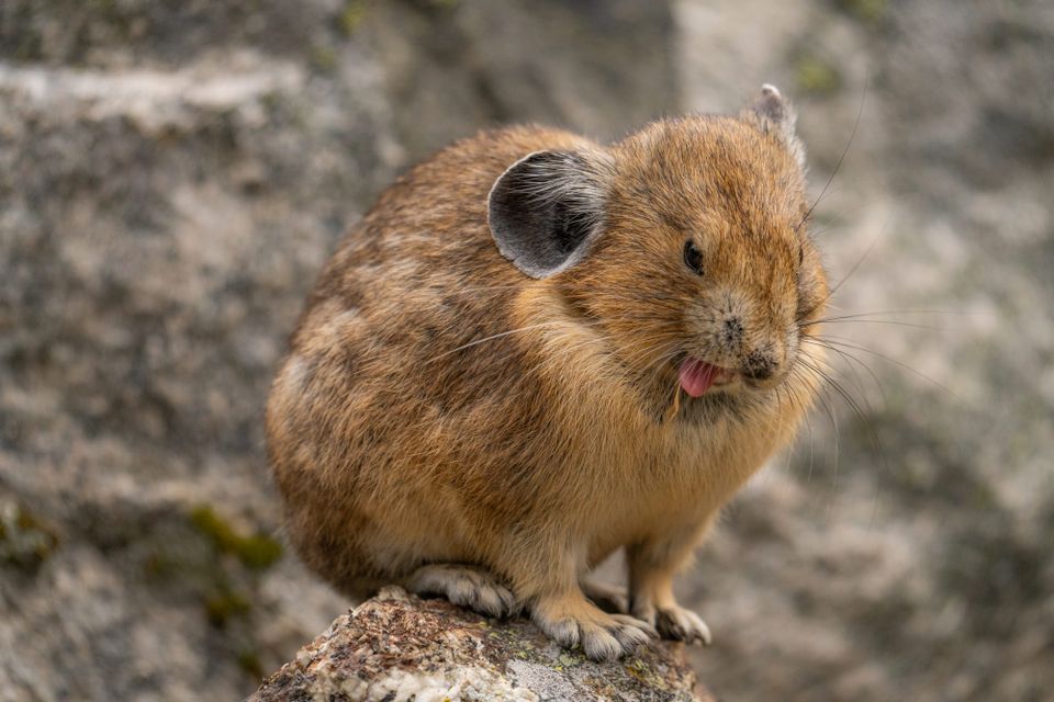 pika with grass