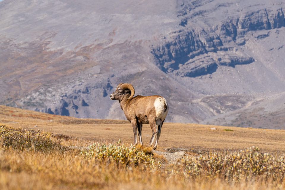 bighorn sheep