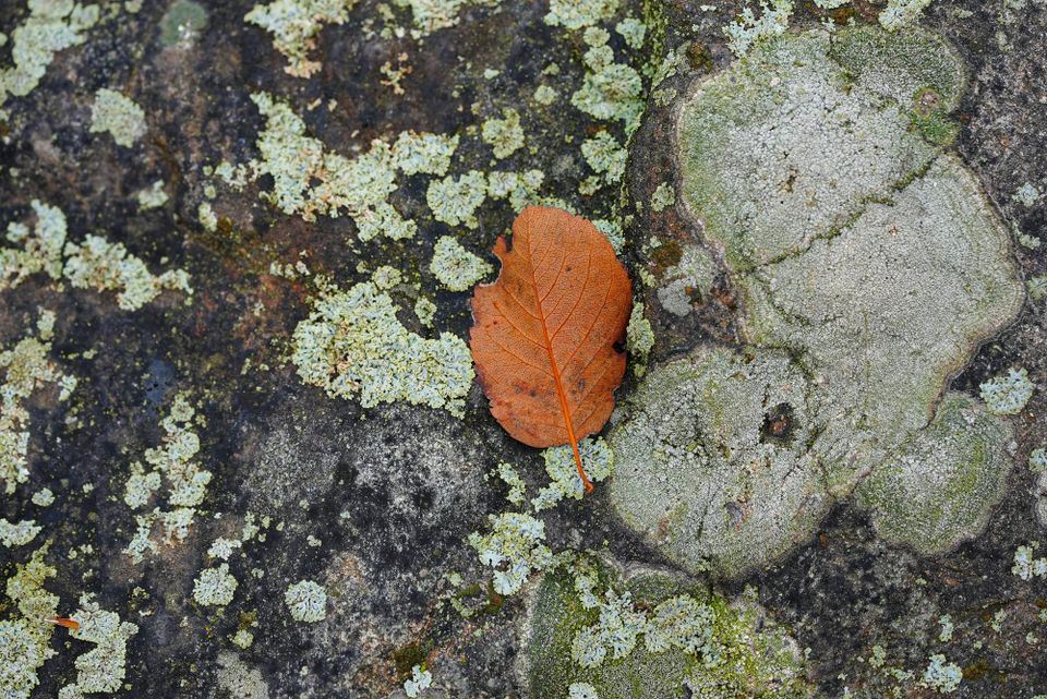 lichen and leaf