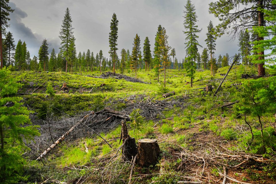 forest thinning