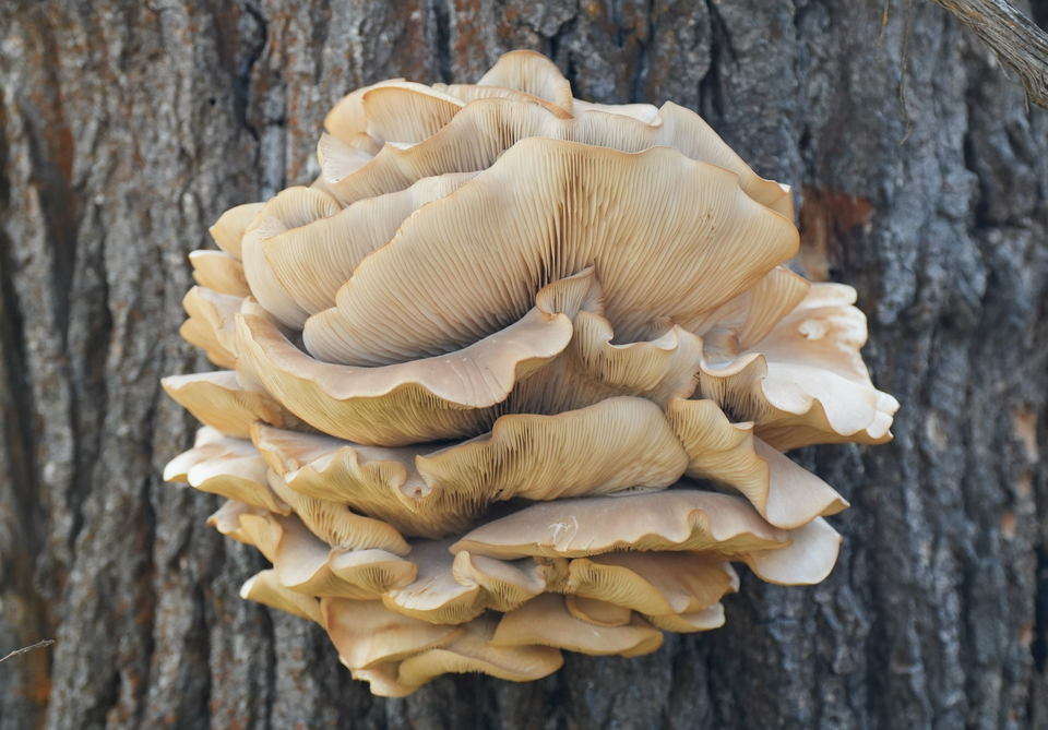 oyster mushroom