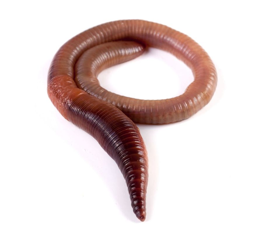 earthworm