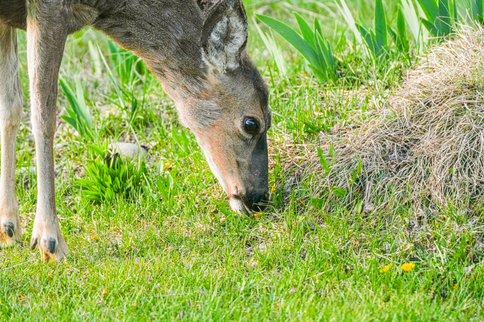 deer eating grass
