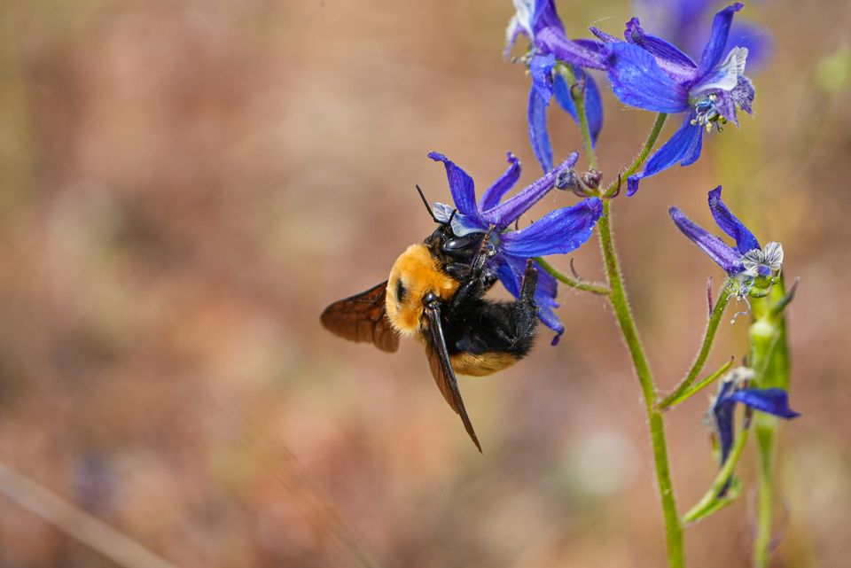 bumblebee on flower