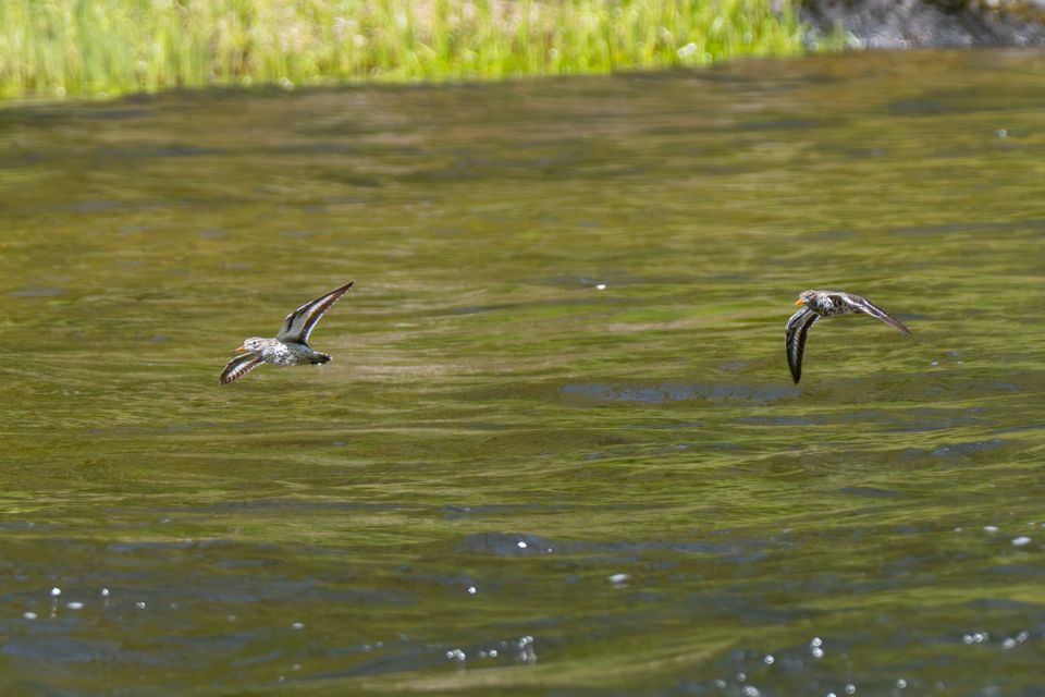 female spotted sandpiper chasing a male
