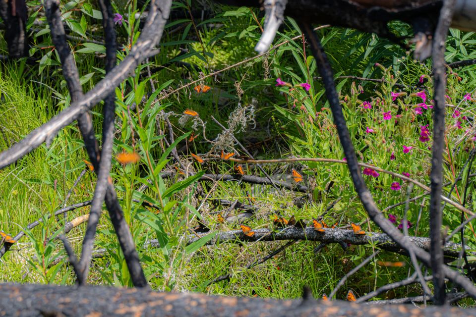 California tortoiseshells