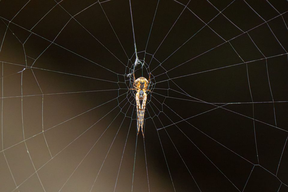 spider on web