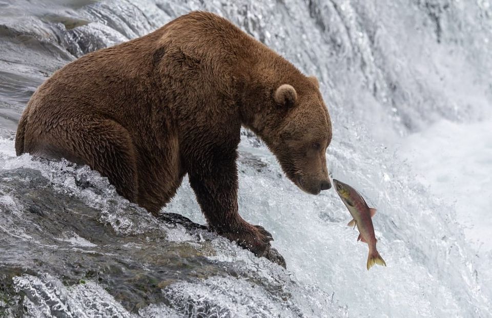 brown bear and salmon