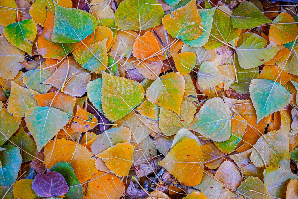 fall colors